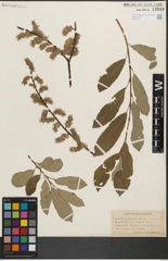 Foto von Salix humilis Marshall